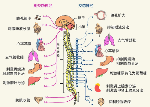 內(nèi)臟神經(jīng)