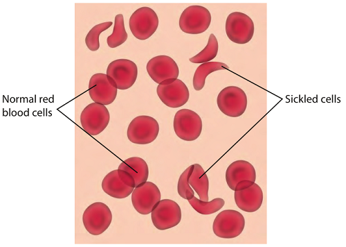 red blood cells